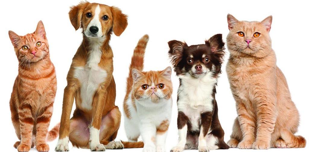 Доска объявлений о животных | ЗооТом - продажа, вязка и услуги для животных в Кировграде