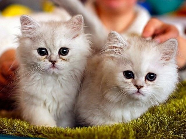 Породы кошек в Кировграде | ЗооТом портал о животных