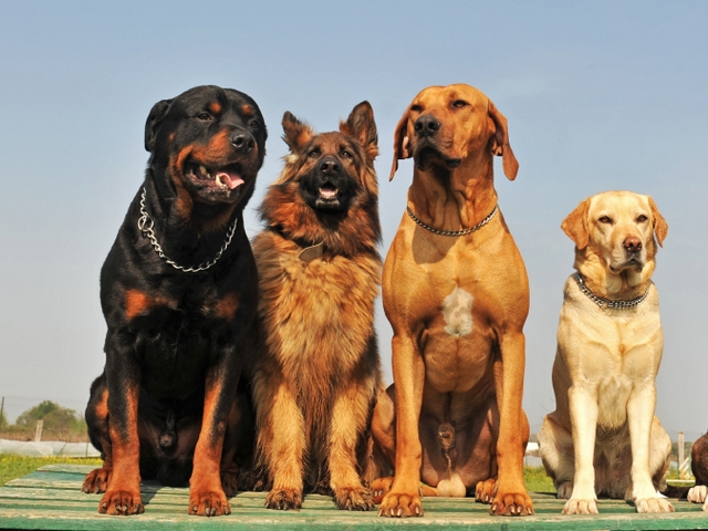 Крупные породы собак в Кировграде | ЗооТом портал о животных