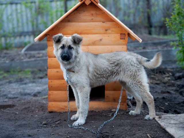 Все о собаках в Кировграде